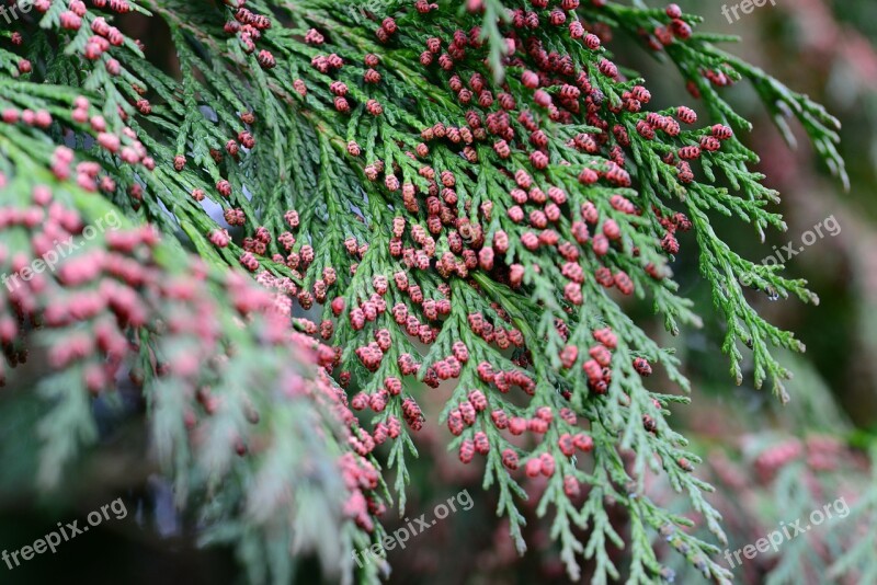 Fir Balsam Fir Tree Flowers Spring