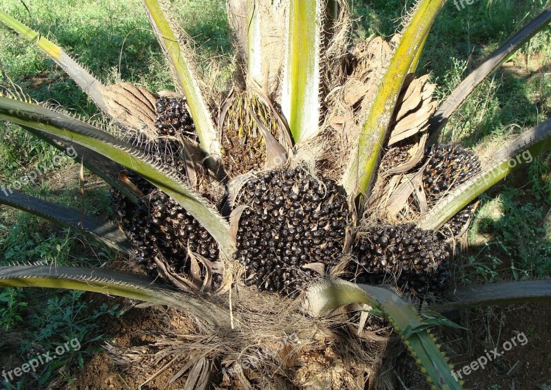 Oil Palm Fruit Bunch Tree Vegetable Oil Horticulture