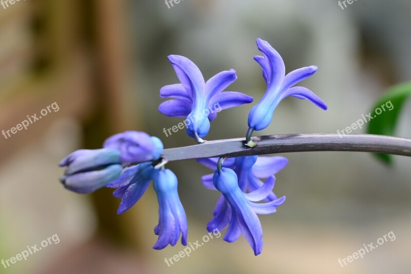 Hyacinth Blue Hyacinthus Flower Bulb