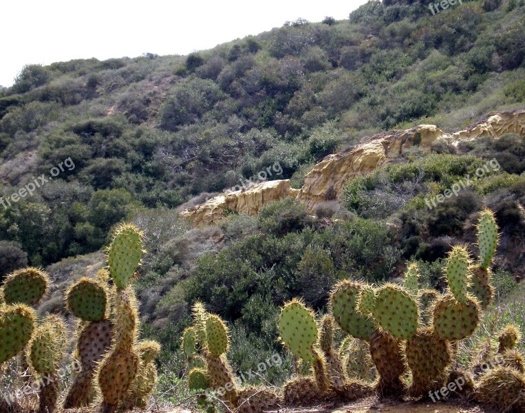 Cactus Plant Green Spikes Thorns