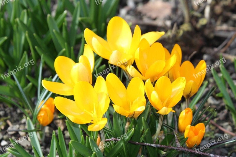 Crocus Flower Spring Bühen Yellow