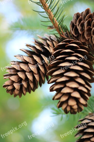 Pinecones Pine Pinecone Fall Pine Trees