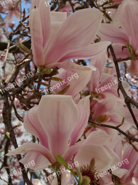 Tree Magnolia Tree Aesthetic Leaf Oranges