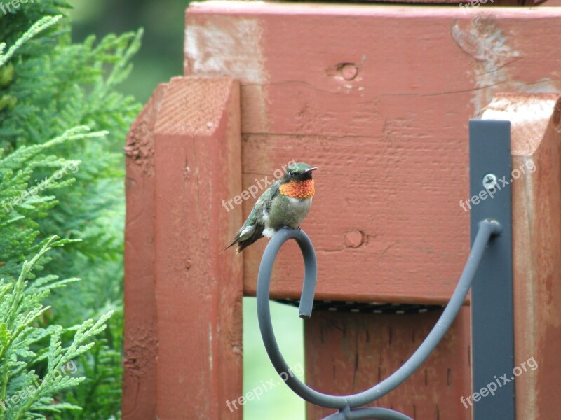 Hummingbird Bird Wings Nature Outside