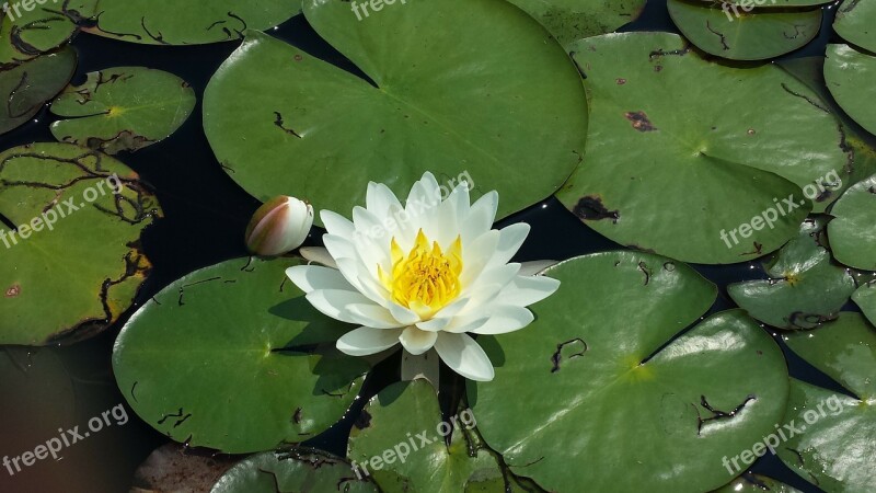 Lily Pad Flower Pond Pond Flower Nature