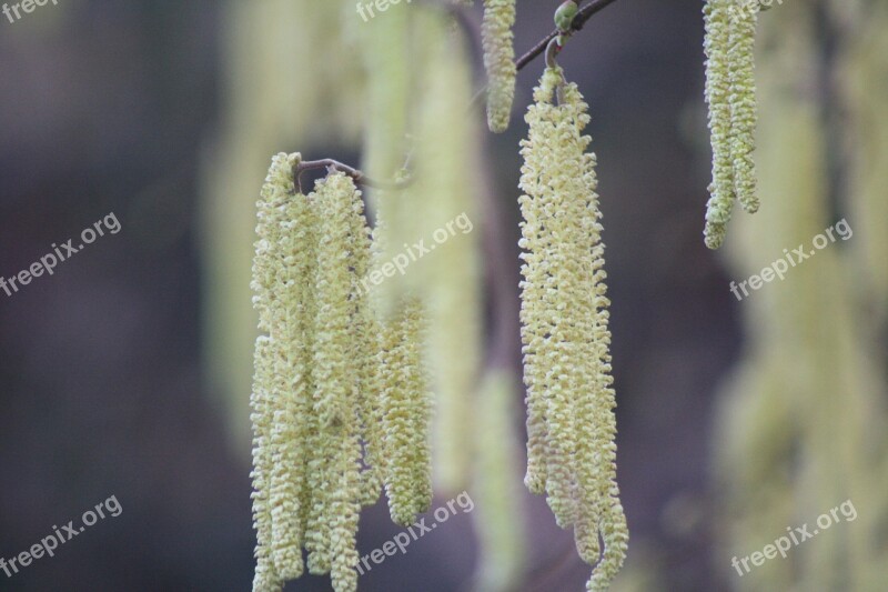 Spring Shoots Plug Nature Shrubs