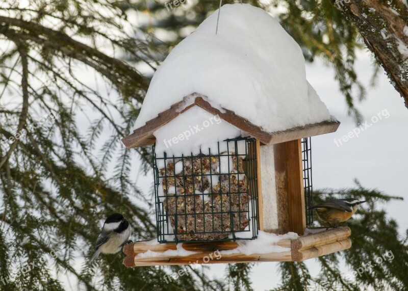 Bird House Bird Animal Wildlife Feathered