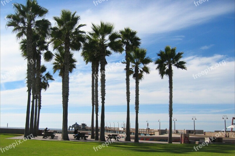 Trees Palm Trees Sky Palms Clouds