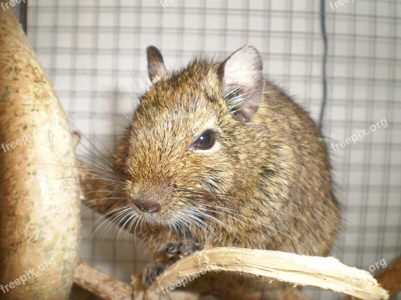 Degu Pet Mammal Browngrey Branches