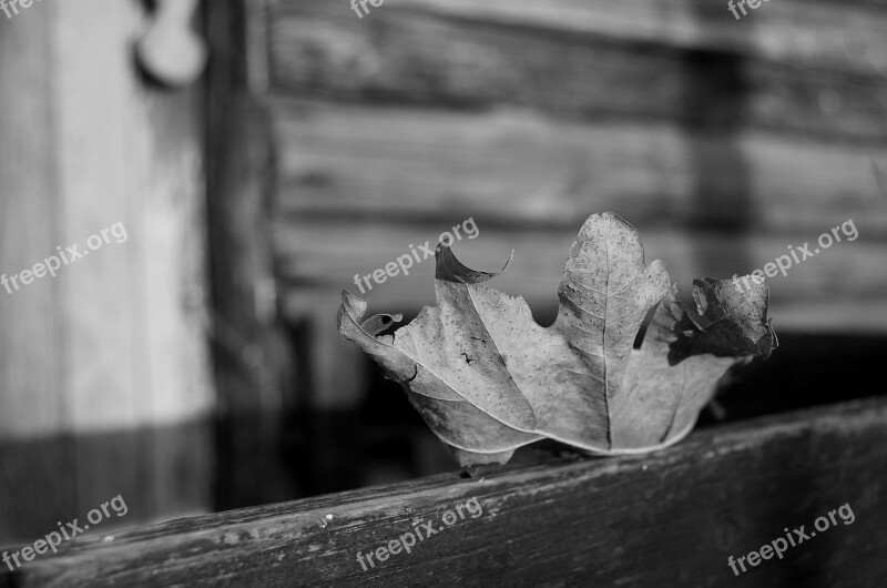 Leaf Autumn Dead Lonely Wither