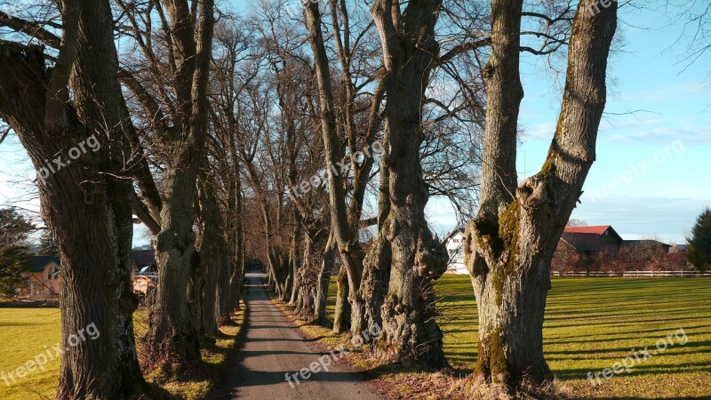 Tree Lined Avenue Marktoberdorf Trees Free Photos