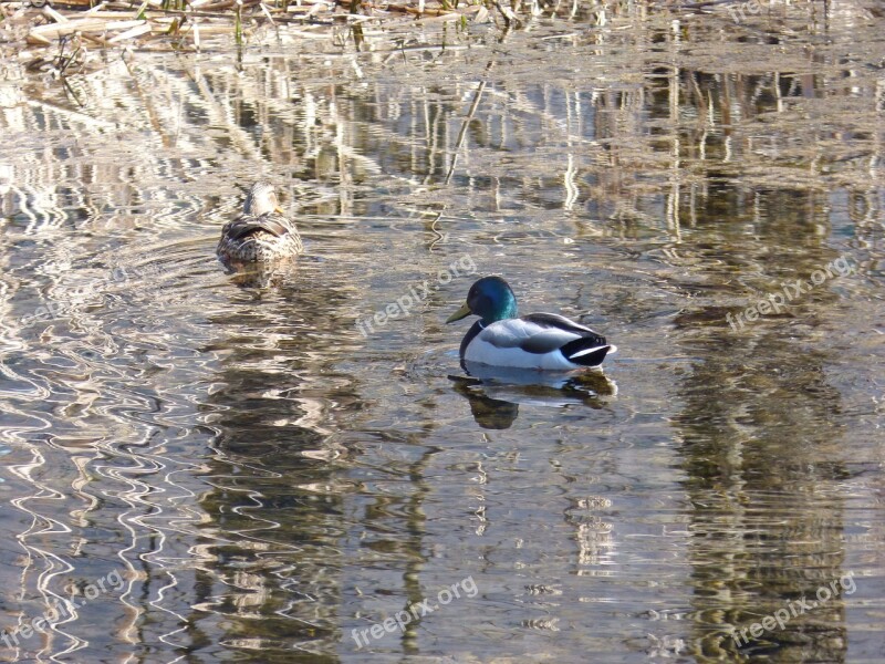 Mallards Ducks Water Reed Mirroring