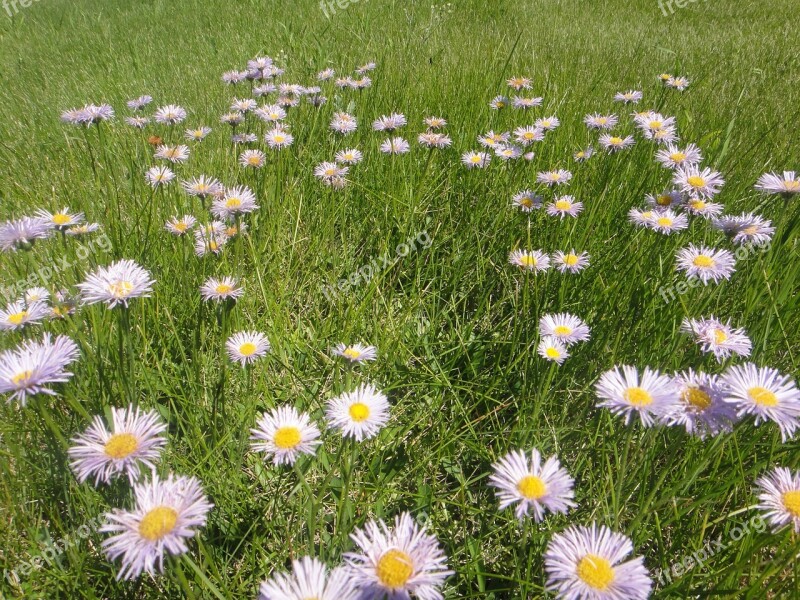 Flowers Field Prairie Landscape Open Field