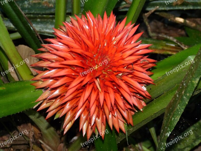 Bromeliad Flower Blossom Bloom Nature