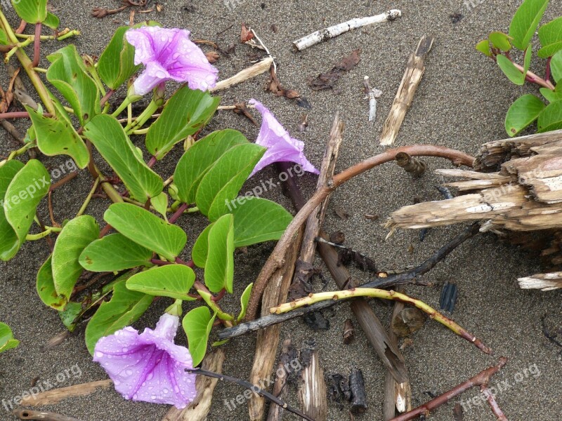 Beach Sand Pacific Flower Winds