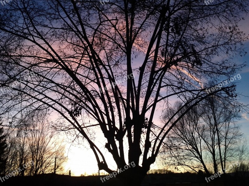 Evening Tree Mood Sky Atmospheric