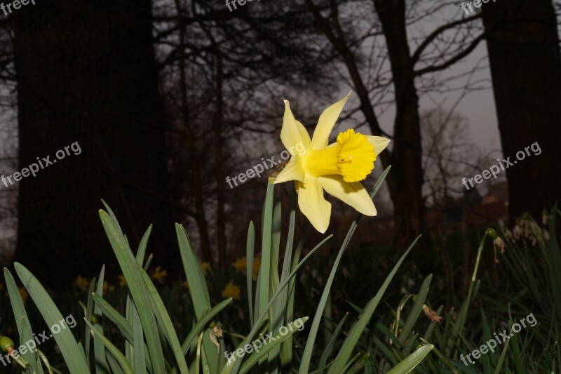 Narcissus Daffodil Flower Blossom Bloom