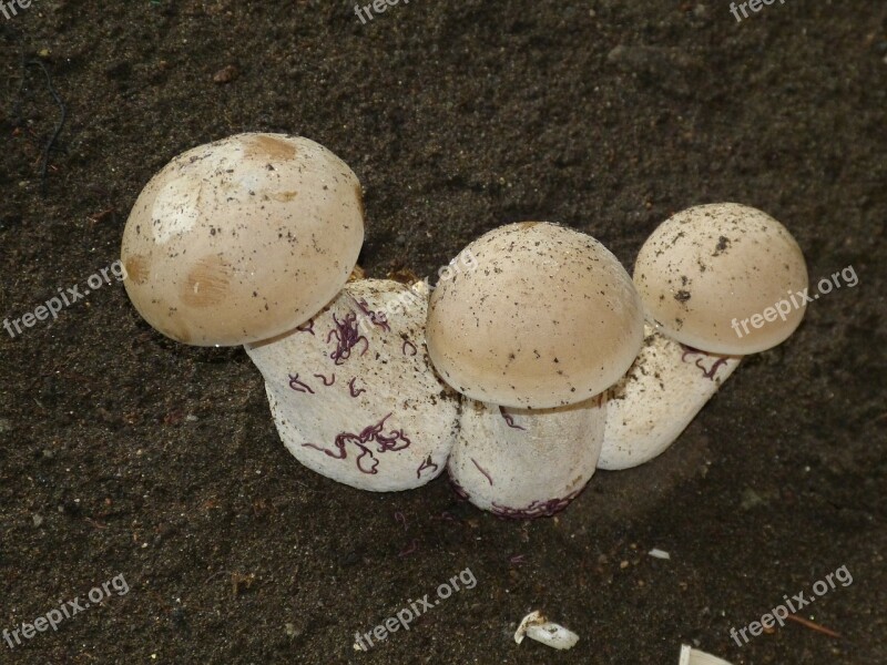 Mushroom Mushrooms White Nature Forest