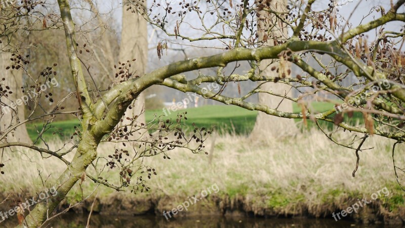 Branch Tree Nature Individually Still Life