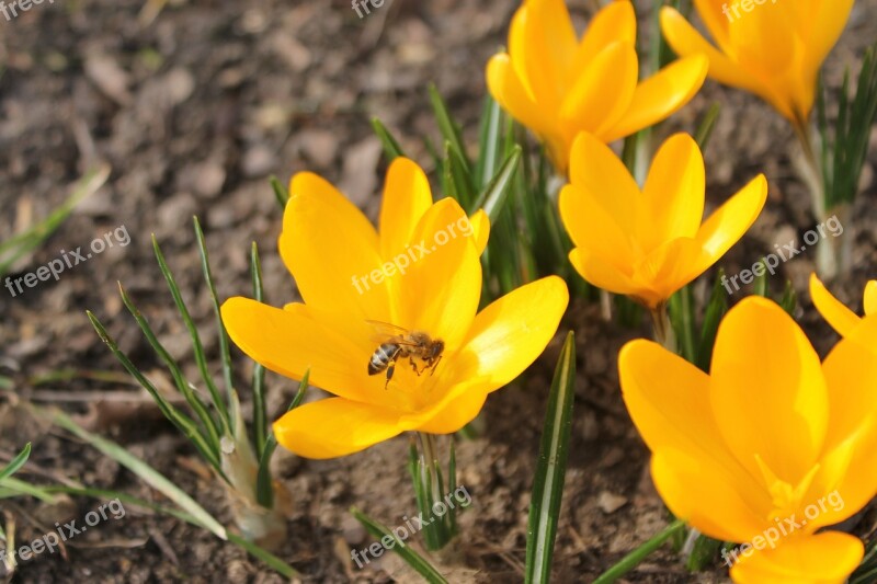 Spring Krokos Flower Early Bloomer Free Photos