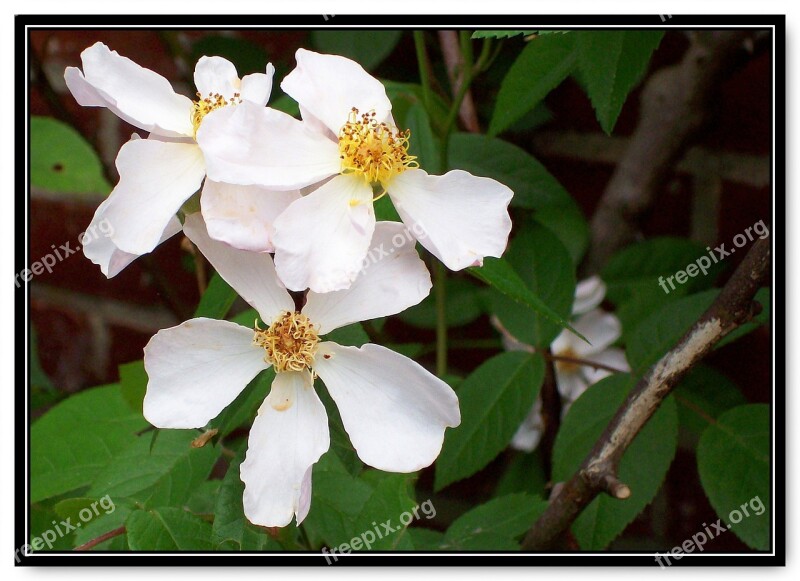 Rose White Single Petal Old Fashioned Nature