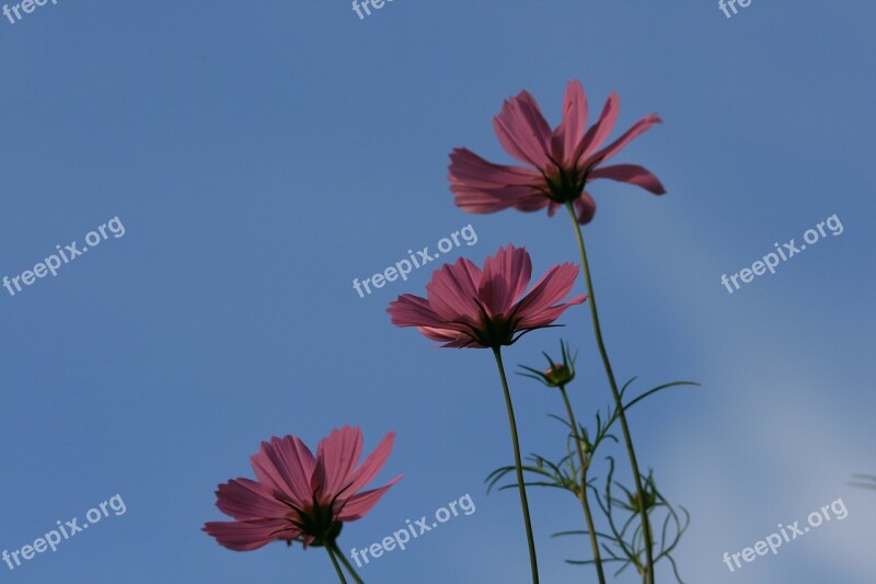 Three Cosmos Flowers Cosmos Three Pink