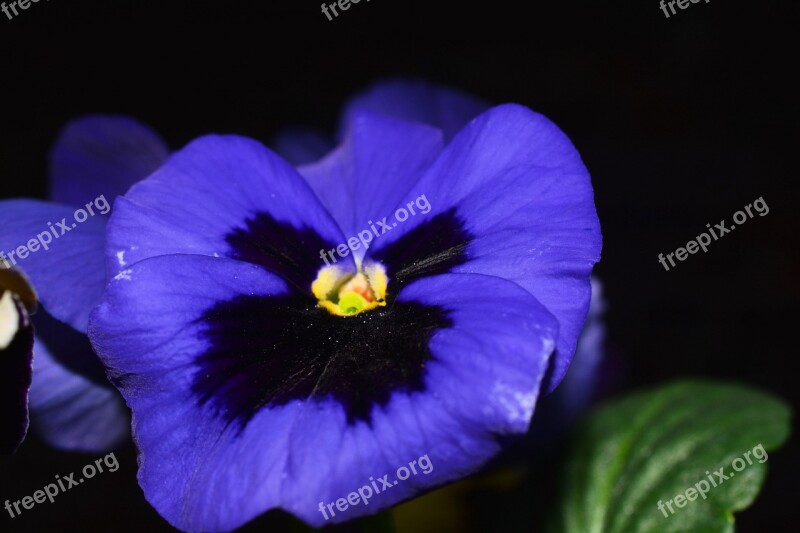 Pansy Flowers Blue Close Up Free Photos