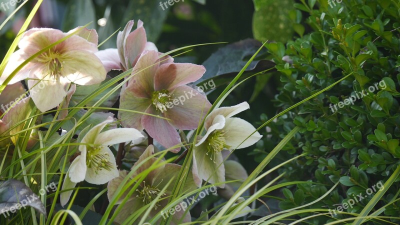 Christmas Rose Blossom Bloom Species Pink