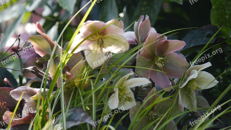 Christmas Rose Blossom Bloom Species Pink