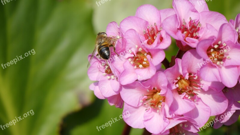 Bergenia Cordifolia Dawn Bergeneie Bee Plant