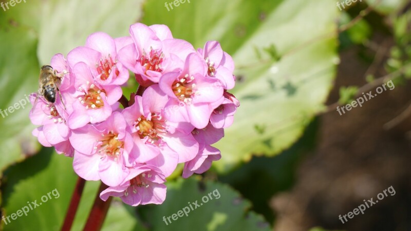 Bergenia Cordifolia Dawn Bergeneie Bee Plant