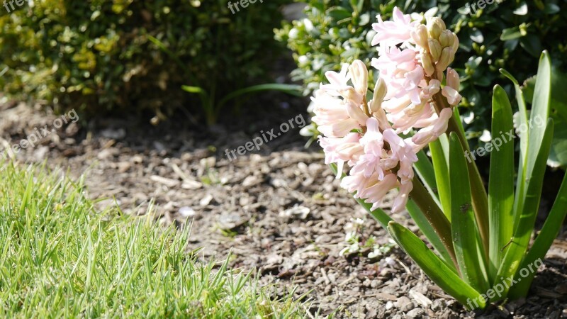 Hyacinth Pink Blossom Bloom Flower