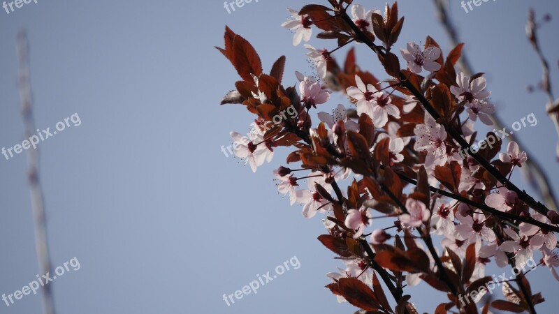 Prunus Serasifera Branch Blossom Bloom