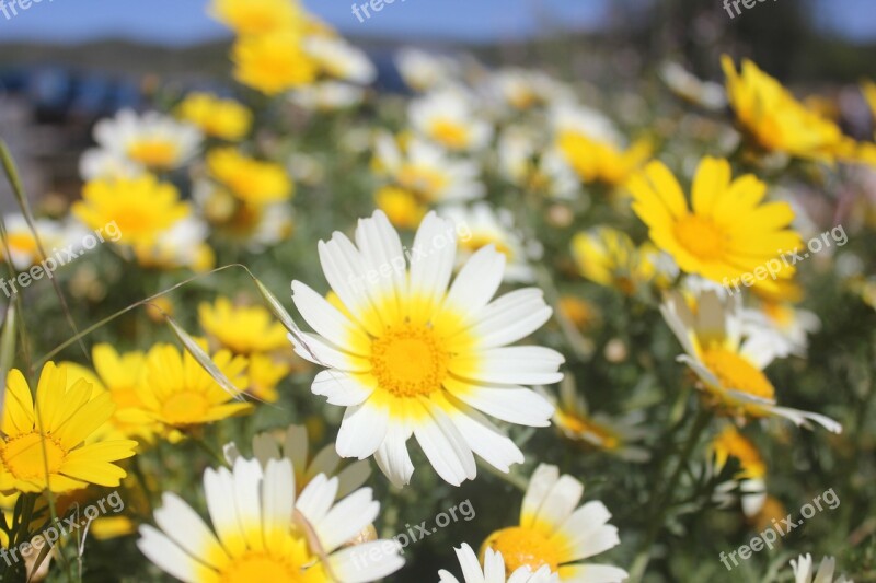 Flower Daisy Field Spring Green