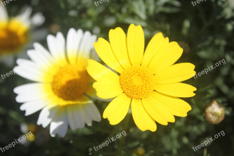 Flower Field Spring Green Insect