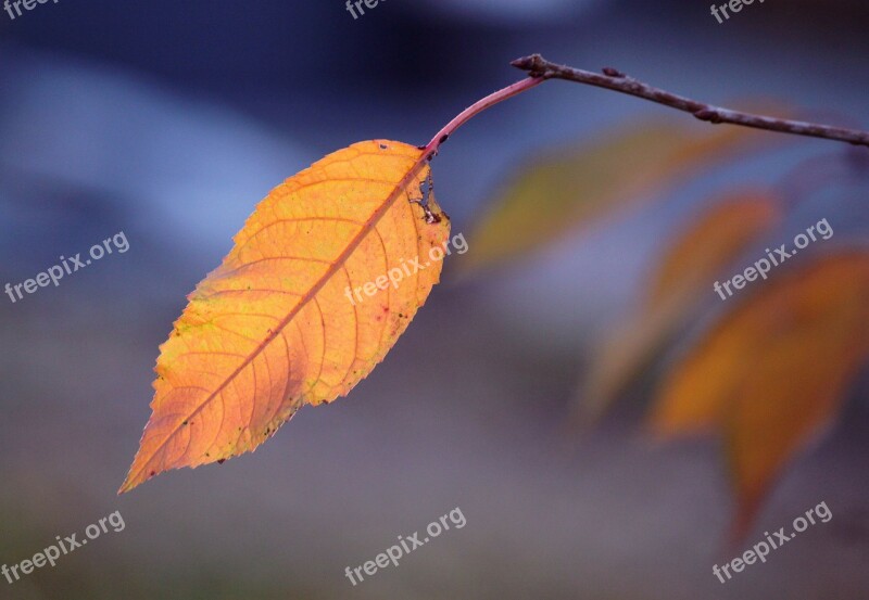 Leaves Leaf Autumn Leaves In The Autumn Fall Foliage