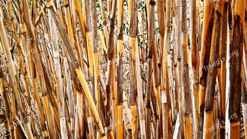 Cane Arundo Donax Stems Cylindrical Vegetable Botany