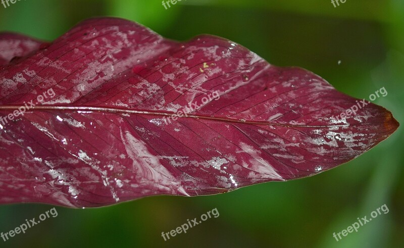 Leaf Leaves Colorful Macro Nature