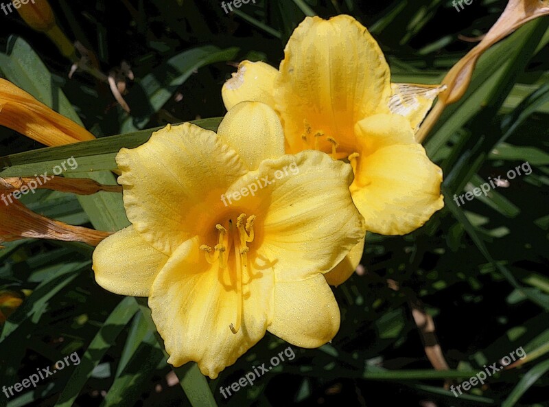 Lily Garden Flower Flora Floral Bloom