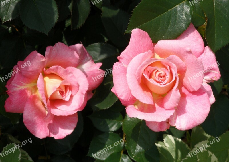 Rose Flora Flower Nature Pink