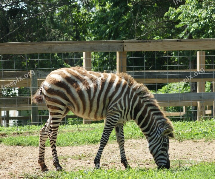 Zebra Wild Stripes Eating Animal