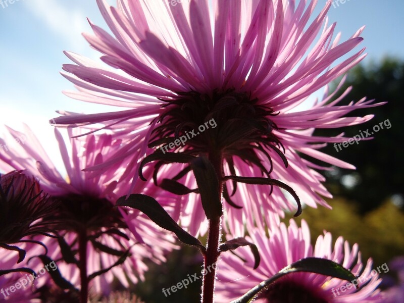 Flower Nature Plant Spring Flowers