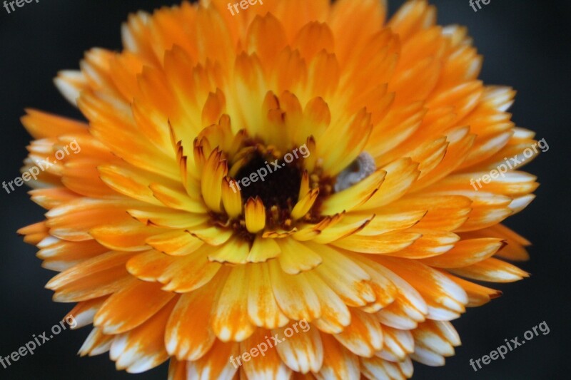 Flower Blossom Bloom Sepals Orange