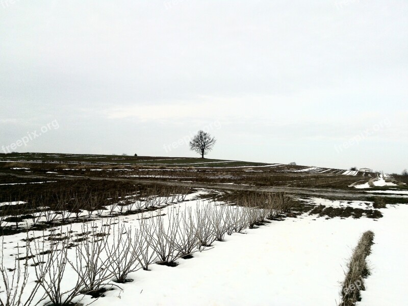 Winter Field Snow Nature Tree