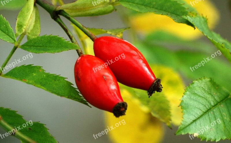 Rose Hip Autumn Sammelfrucht Red Fruit