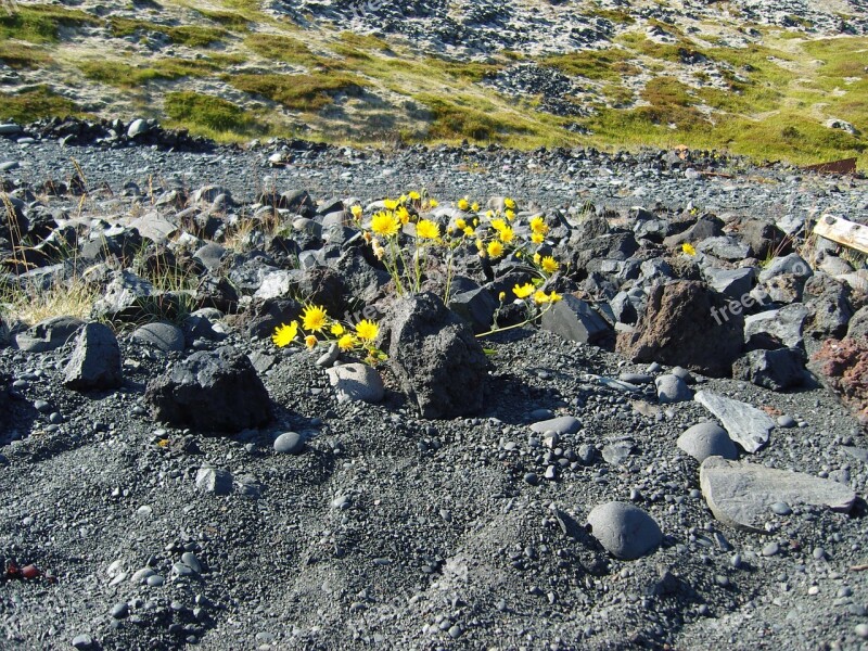 Iceland Lava Plant Flower Grey