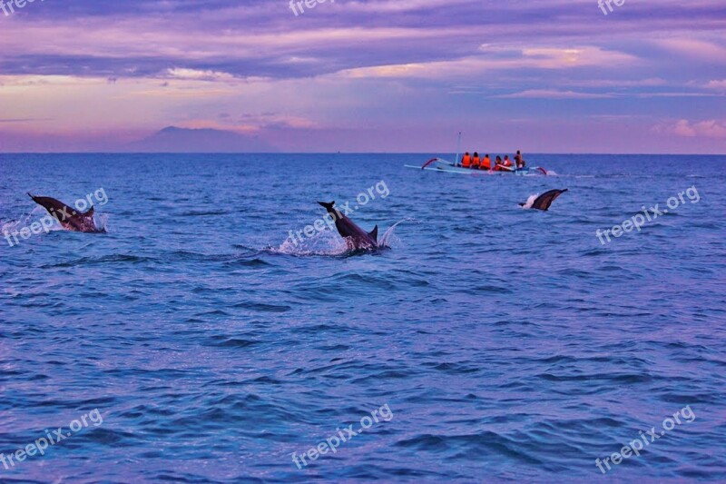 Bali Dolphins Sunrise Lovina Indonesia