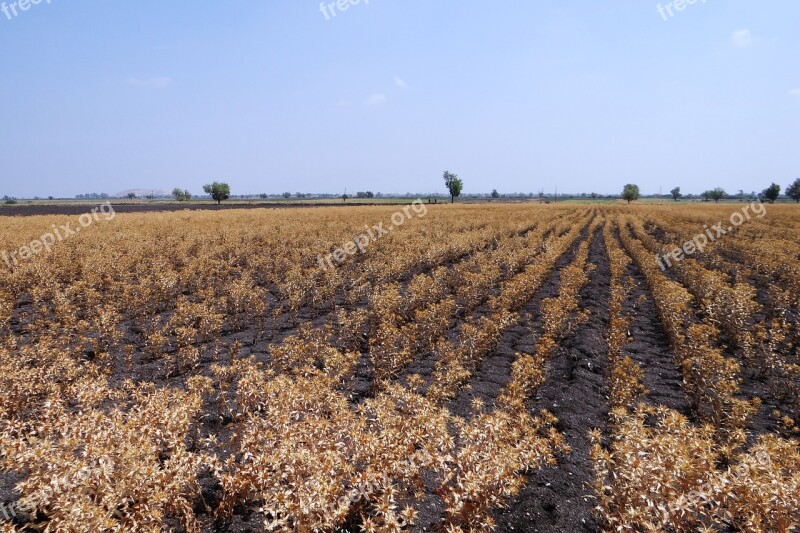 Safflower Fields Crop Ripe Harvest-ready Karnataka