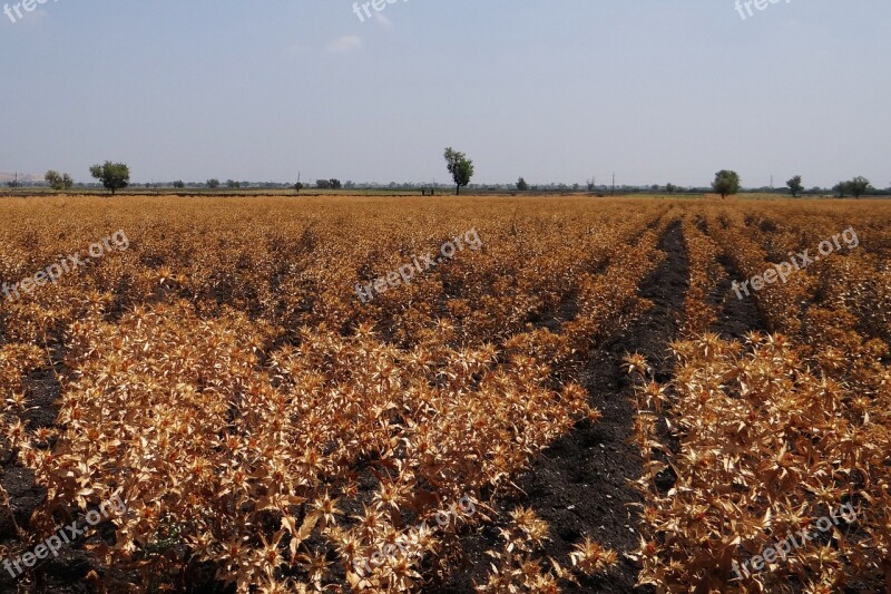 Safflower Fields Crop Ripe Harvest-ready Karnataka