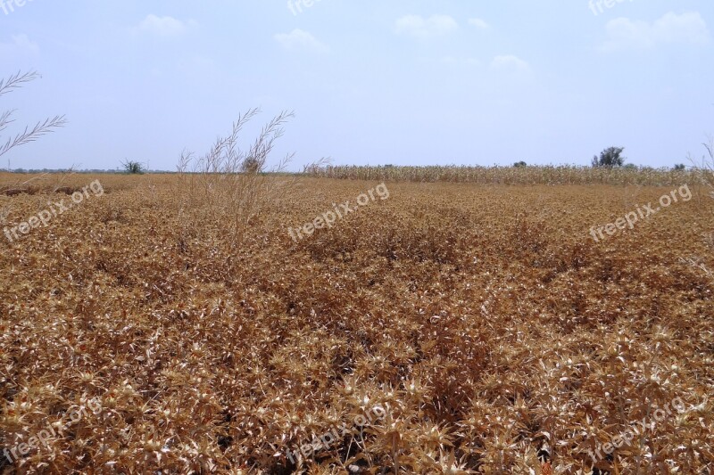 Safflower Fields Crop Ripe Harvest-ready Karnataka